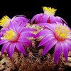 Mammillaria_deherdtiana